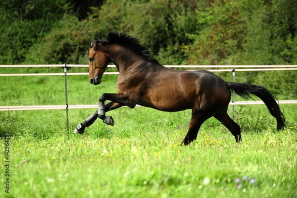 Obraz Hengst auf Weide