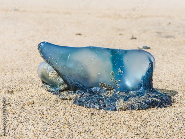 Obraz Blue bottle jellyfish on a sandy beach still in full dimension at bright sunlight.
