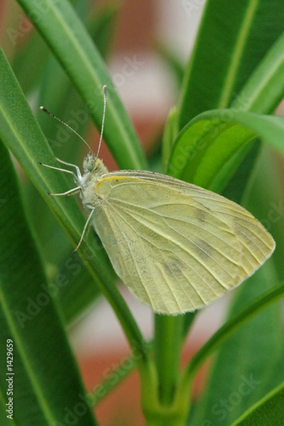 Obraz schmetterling