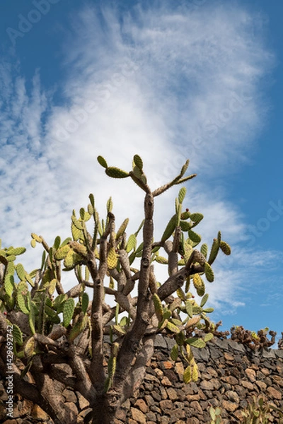 Fototapeta Cactus in the Cactus Garden created by Manrique, on the tourist island of Lanzarote in Spain in October 2024 in Spain