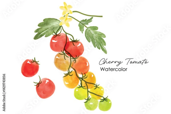 Obraz Set of Watercolor illustration fruit tomatoes. Fresh tomatoes, watercolor painting illustration