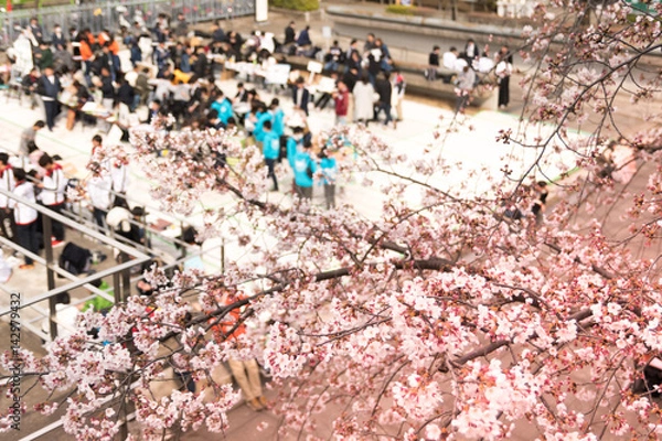 Obraz キャンパスの春