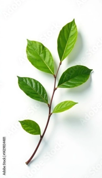 Fototapeta Single isolated branch on white background with subtle shadows, shadow, white