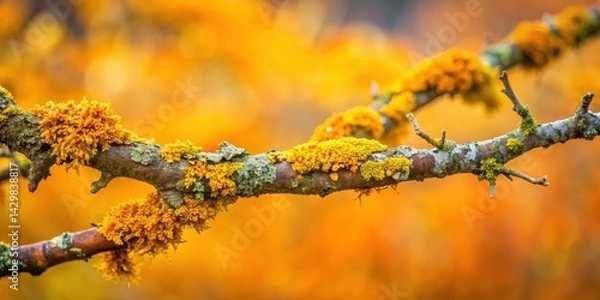 Fototapeta A dry tree branch with vibrant yellow moss and lichen growth on a blurred