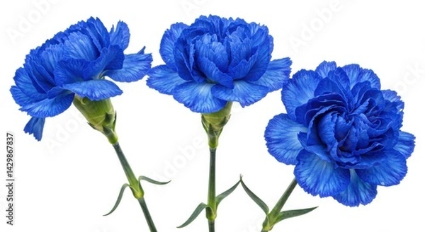 Fototapeta Three blue carnations close up on white background