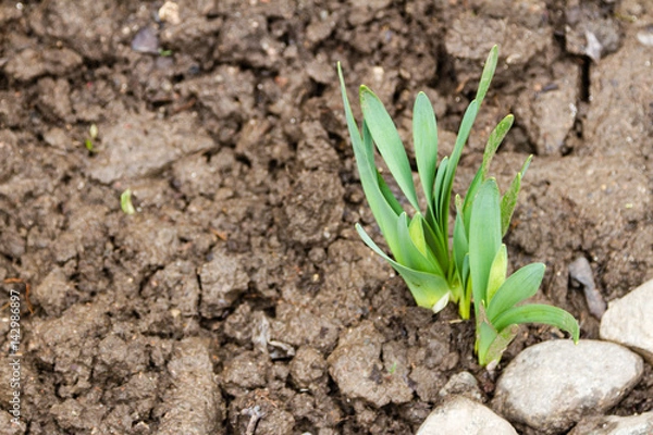 Obraz Young narcissus shoot