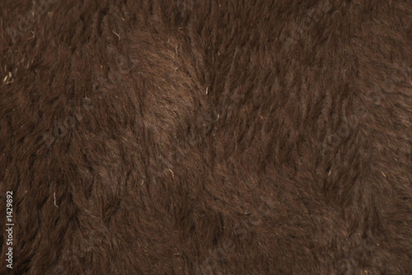 Obraz bison fur beta