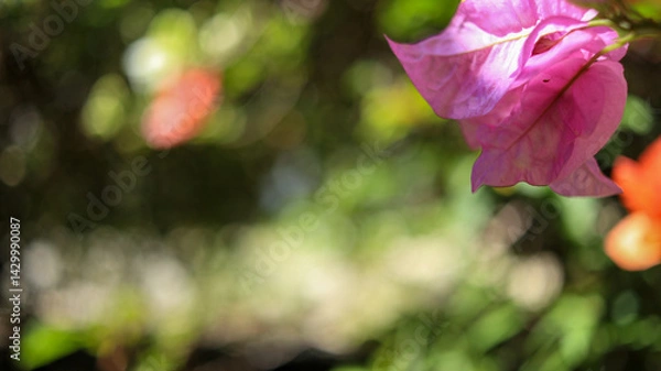 Obraz Close-up of a beautiful pink bougainvillea flower, in sharp focus, with a soft, blurred background of lush green foliage and other colorful flowers.