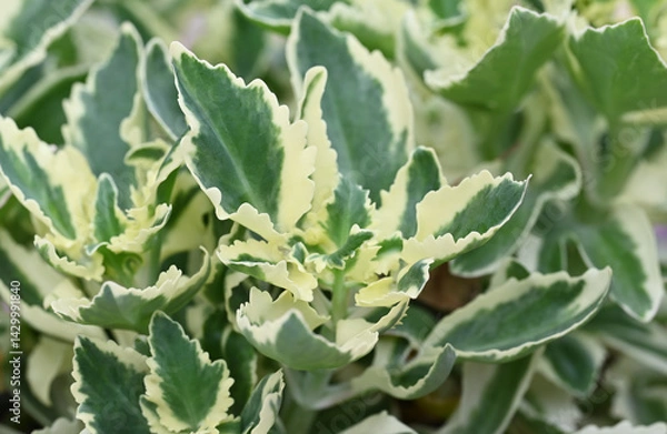 Fototapeta Close-up of Kalanchoe, a variegated succulent with thick, fleshy leaves displaying a mix of green and yellow hues. The plant's unique coloration makes it a striking addition to any succulent.