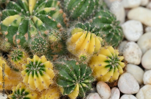 Fototapeta Close-up of Echinopsis cactus, a clump-forming plant with round, green and yellow shape covered in sharp thorns. This drought-tolerant ornamental plant is ideal for rock gardens
