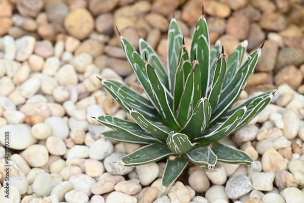 Fototapeta Queen Victoria agave is a small species of succulent flowering perennial plant, noted for its streaks of white on sculptured geometrical leaves, and popular as an ornamental.
