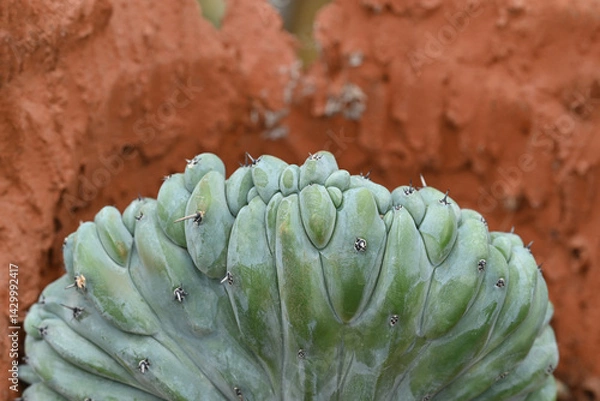 Fototapeta Close-up of Myrtillocactus geometrizans cristata, a green cactus with thick, fleshy stems and spines. This drought-tolerant succulent is commonly used for ornamental gardening.