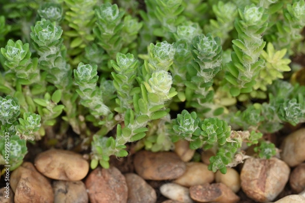 Fototapeta Close-up of small green succulent plants with long, fleshy stems covered in fine white hairs. These plants store water in their thick leaves and stems, making them ideal for garden decoration.