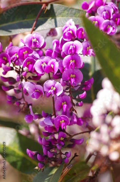 Obraz ハーデンベルギア