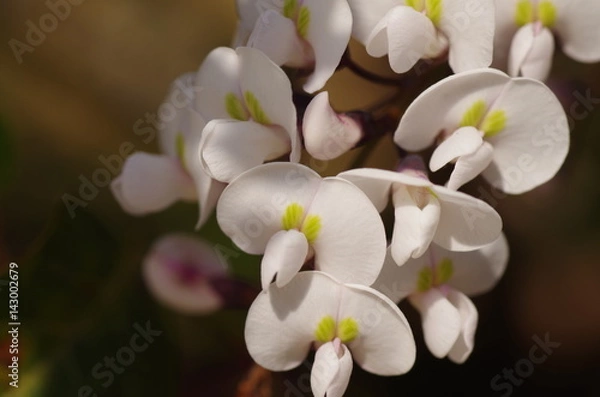 Obraz ハーデンベルギア