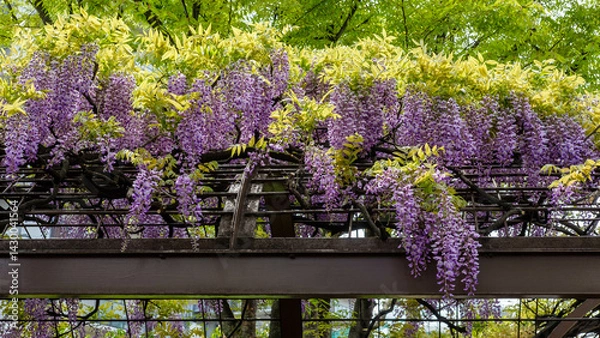 Fototapeta 見頃を迎えた藤の花がマンションの敷地に咲いていました