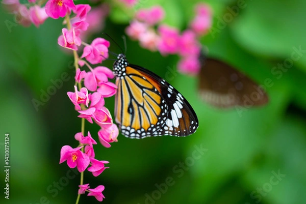 Fototapeta Butterfly on a flower in garden and blurred background	