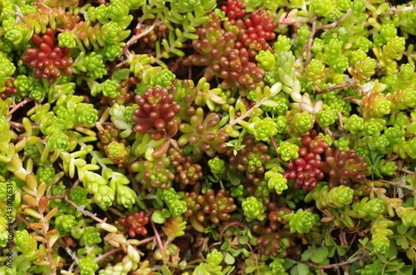 Obraz セダムのグラウンドカバー