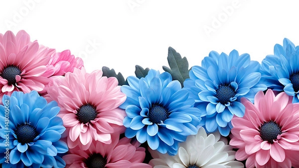 Obraz pink, white, and blue chrysanthemums on transparent background PNG