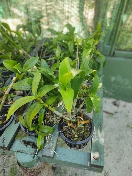 Fototapeta seedlings in pots