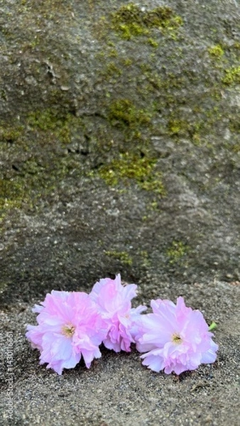 Obraz 岩の上の八重桜の花、岩の上のピンク色のヤエザクラの花