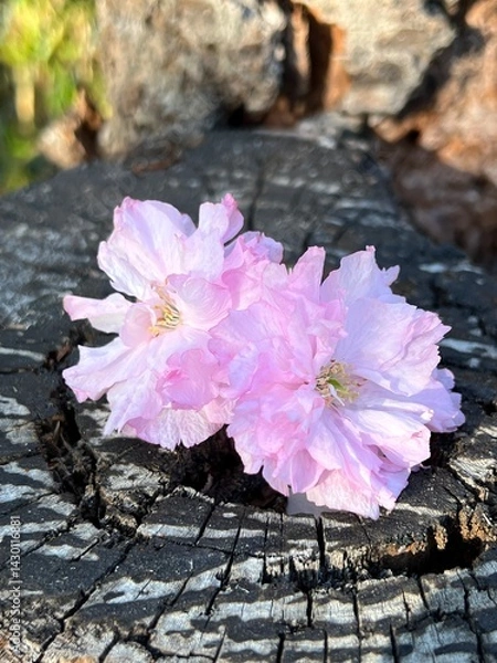 Obraz 切り株の上の八重桜の花、切り株の上のピンク色のヤエザクラの花
