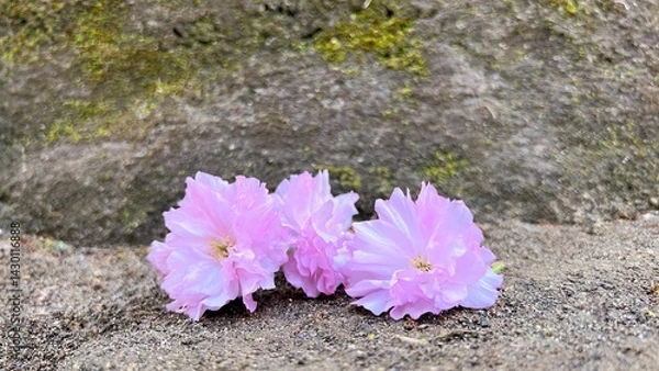 Obraz 岩の上にある八重桜の花、岩の上のピンク色のヤエザクラの花