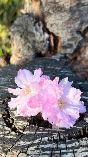 Obraz 切り株の上の八重桜の花、切り株の上のピンク色のヤエザクラの花