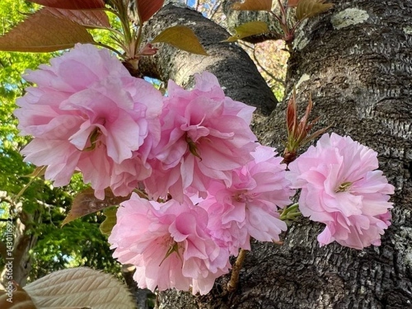 Obraz ピンク色の八重桜の花、美しいヤエザクラの花、満開の八重桜の花、春の訪れを告げる満開の八重桜