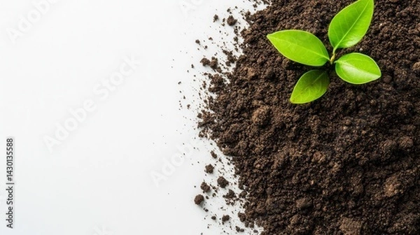 Obraz Young plant sprout growing from dark soil on white background.