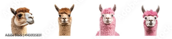 Fototapeta Llamas displaying unique fur colors against a transparent background