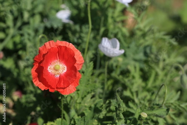 Fototapeta red poppy in a field