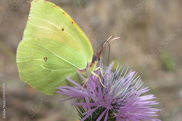 Obraz farfalla bianca 4