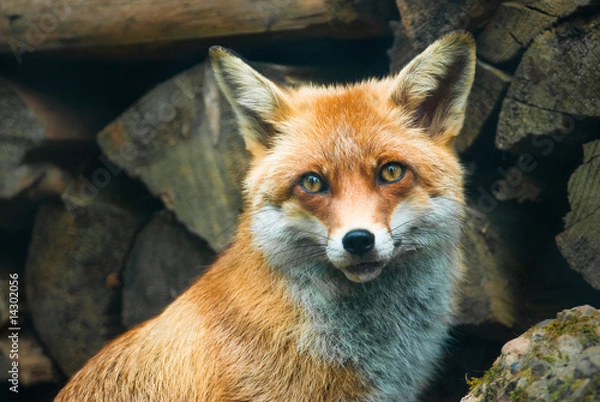 Obraz red fox