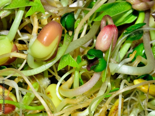 Obraz Bean Sprouts