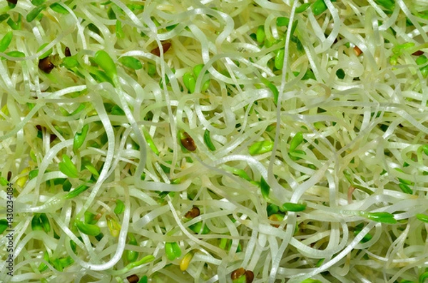 Obraz Alfalfa Sprouts