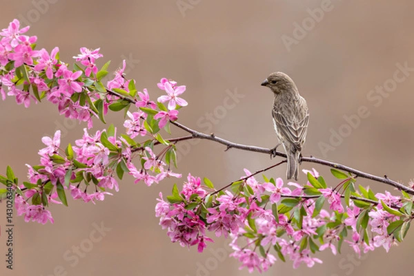 Fototapeta bird on a branch 