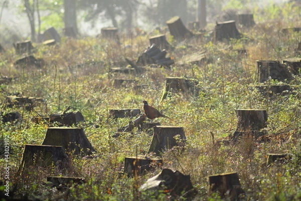 Fototapeta Tree stumps in a clearcut forest field with wild pheasant in East Devon, England