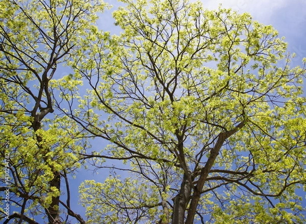 Fototapeta tree branches in early spring 