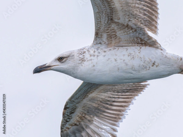 Fototapeta a beautiful seagull flying in the sky
