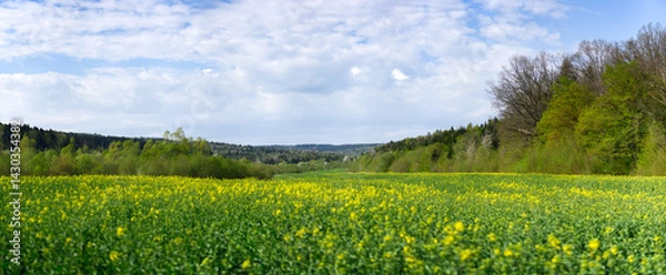 Fototapeta Summer landscape with agricultural rape field, forest and blue sky with clouds