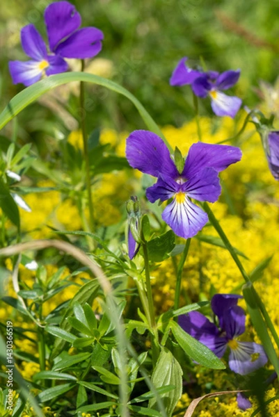 Obraz wild flowers in the Auvergne