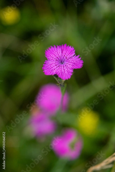 Obraz wild flowers in the Auvergne