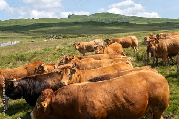 Obraz Limousin cows in the Auvergne