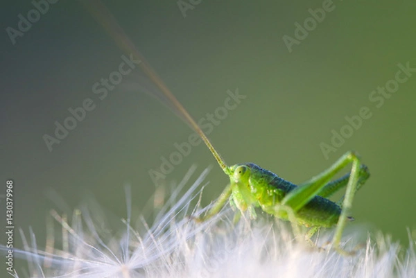 Obraz Green grasshopper on a dandelion close-up