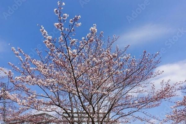 Fototapeta 桜の開花
