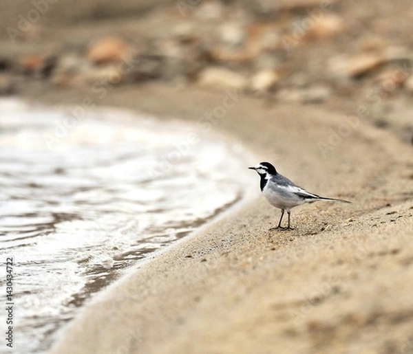 Obraz seagull on the beach