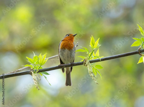 Fototapeta European Robin (Erithacus rubecula) sits on the branch