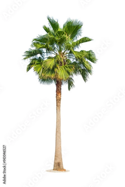 Fototapeta Palm tree isolated on white background. Clipping path included