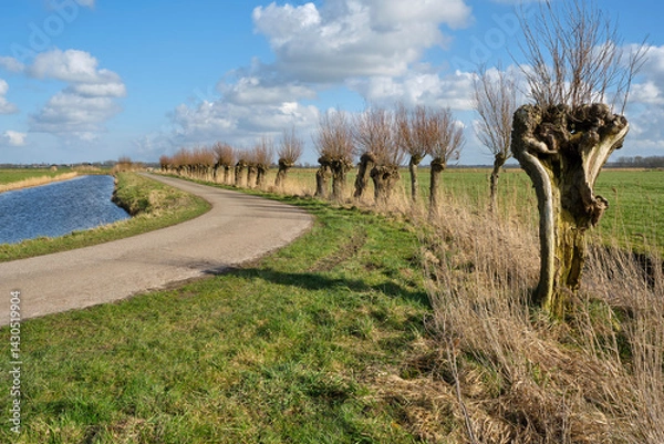 Fototapeta Bare partly pruned pollard willows along the side of a path and a wide ditch near Dokkum Friesland The Netherlands in early spring under a blue sky